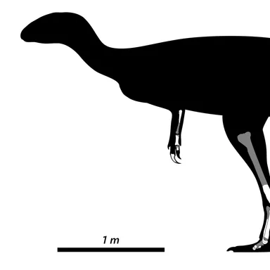Austrocheirus