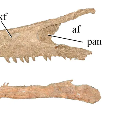 Austroraptor