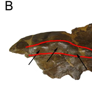 Avaceratops