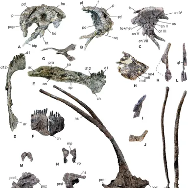 Bajadasaurus
