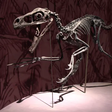 Bambiraptor