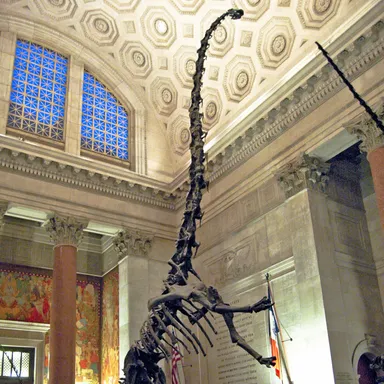 Barosaurus