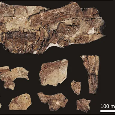 Beipiaosaurus