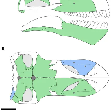 Bellusaurus