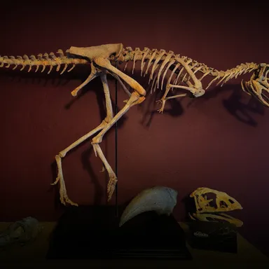Berthasaura