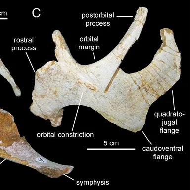 Blasisaurus