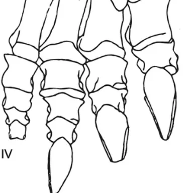 Blikanasaurus