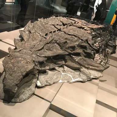 Borealopelta
