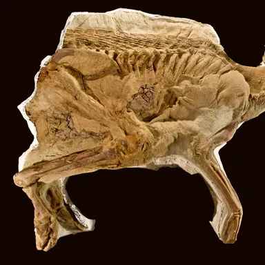 Brachylophosaurus