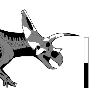 Bravoceratops