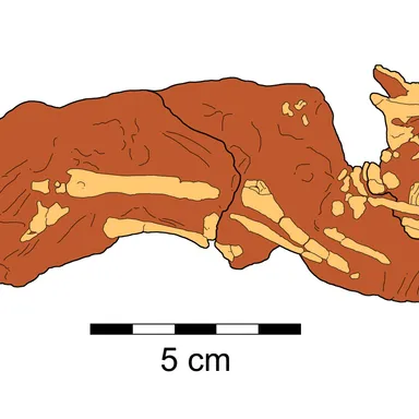 Breviceratops