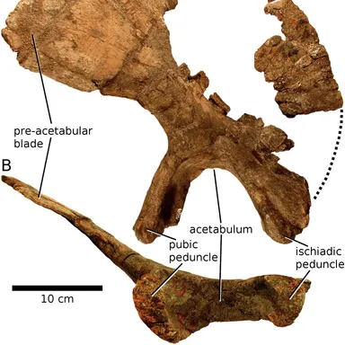 Brontomerus