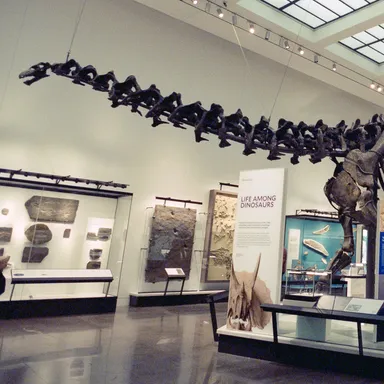Brontosaurus