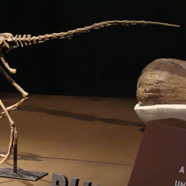 Buitreraptor