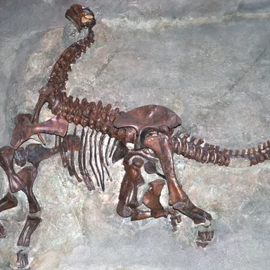 Camarasaurus