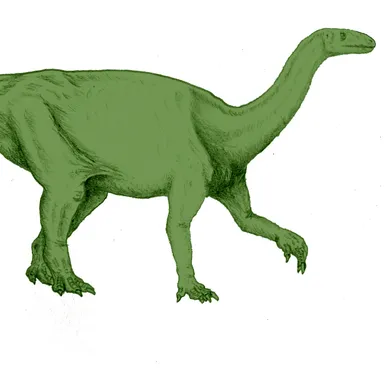 Camelotia