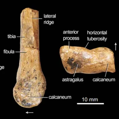 Camposaurus
