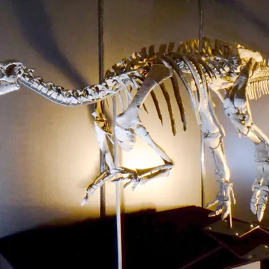 Camptosaurus