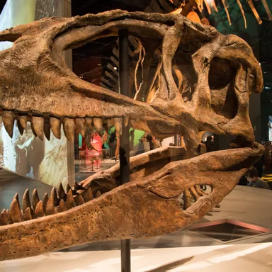 Carcharodontosaurus