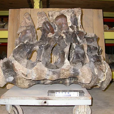 Cathetosaurus