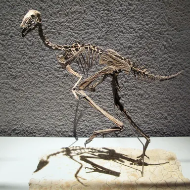 Caudipteryx