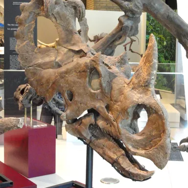 Centrosaurus