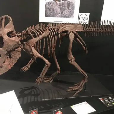 Cerasinops