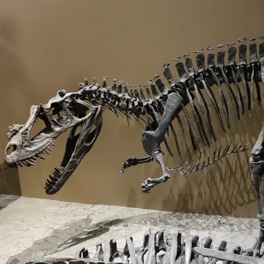 Ceratosaurus