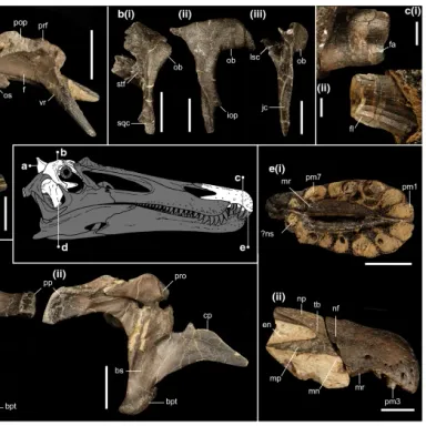Ceratosuchops