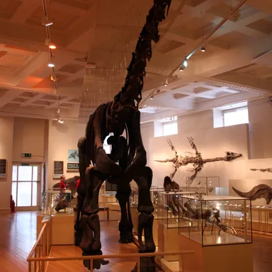 Cetiosaurus