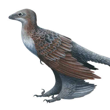 Changyuraptor