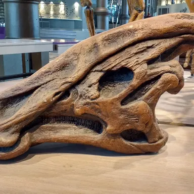 Charonosaurus