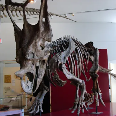 Chasmosaurus