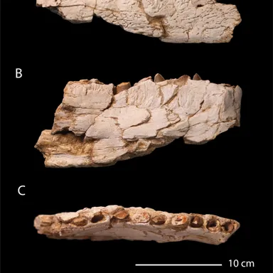 Chenanisaurus