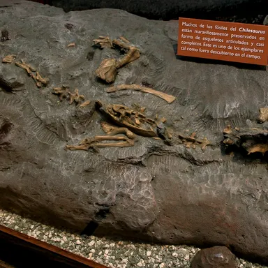 Chilesaurus