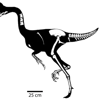 Chirostenotes