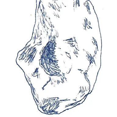 Chubutisaurus