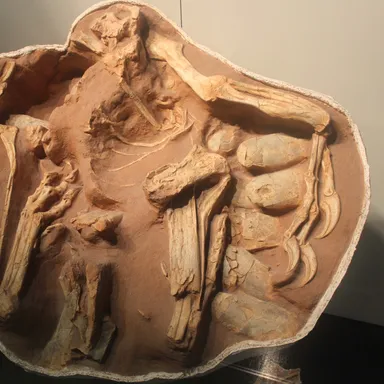 Citipati