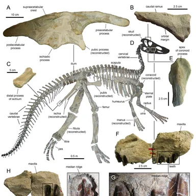Claosaurus