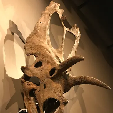 Coahuilaceratops