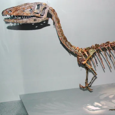 Coelophysis