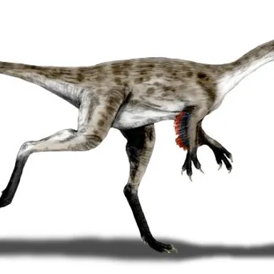 Coelurus