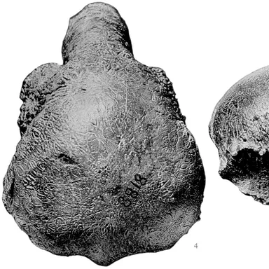 Colepiocephale