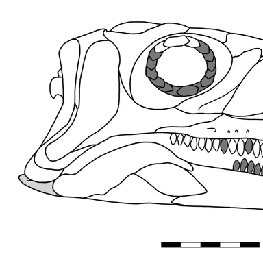 Coloradisaurus