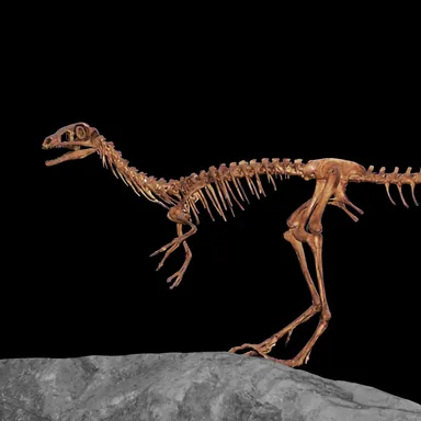 Compsognathus