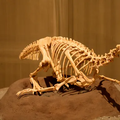 Conchoraptor