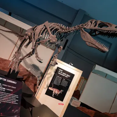 Condorraptor