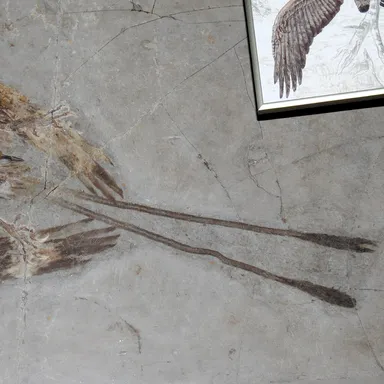Confuciusornis