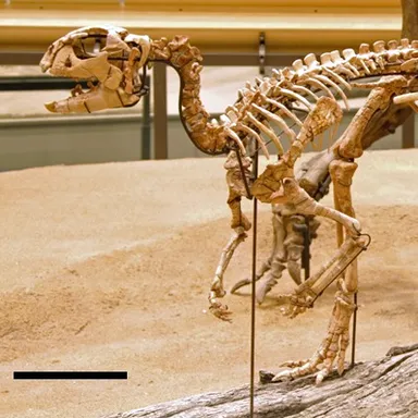 Convolosaurus