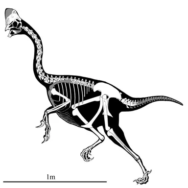 Corythoraptor